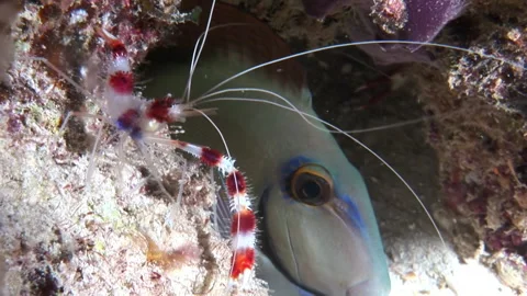 Stenopus hispidus close-up underwater on sandy bottom and fish eye. Stock Footage 235786359