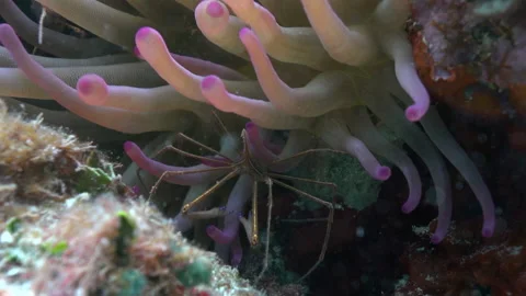 Stenorhynchus seticornis Stock Footage 236053452