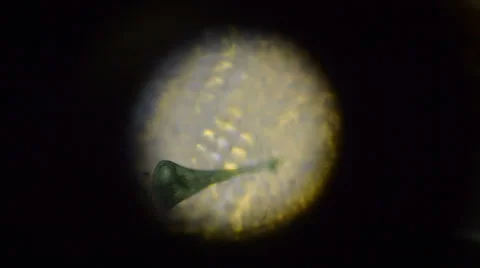 Stentor Polymorphus Stock-Footage 32722175