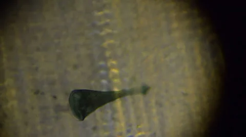 Stentor Polymorphus Stock Footage 32722202