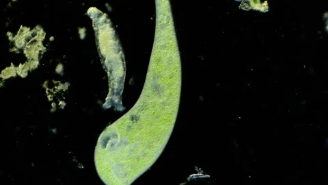 A stentor under the optical microscope 100x magnification Stock Footage 314638074