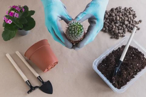 Step 1. Flat lay Step-by-step instructions for transplanting a cactus flower  Stock Photos