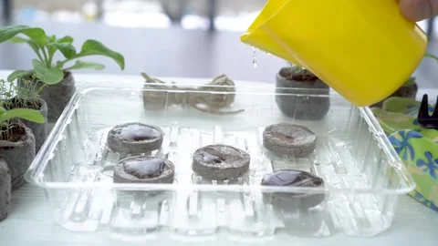 Step 1. Video instruction on the use of peat pellets. Stock Footage 150053884