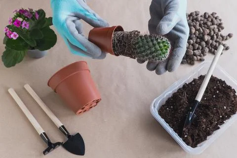 Step 2. Flat lay Step-by-step instructions for transplanting a cactus flower  Stock Photos