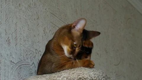 Step cat sitting on top of wardrobe Stock Footage 255353393