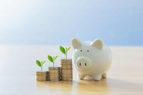 Step of coins stacks with tree plants growing on top and piggybank. Saving mo Stock-Fotos