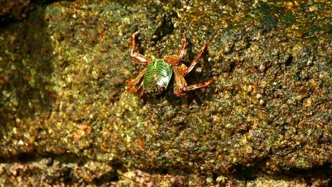 Step crabs on the rocky coast Stock Footage 255353382