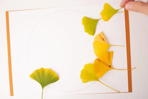 Step in creative process of autumn leaf art, DIY, a white surface with a ci.. Stock Photos