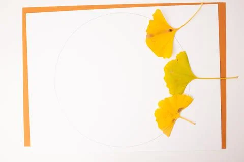 Step in creative process, a circular pattern with yellow ginkgo leaves on a.. Stock Photos