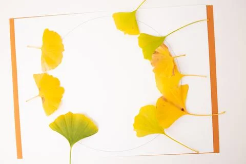 Step in creative process, a circular pattern with yellow ginkgo leaves on a.. Stock Photos
