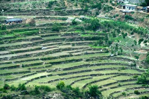 Step Cultivation Stock Photos