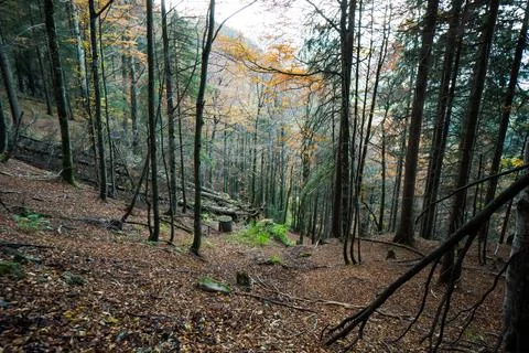 Step foot path through forest in autumn Stock Photos
