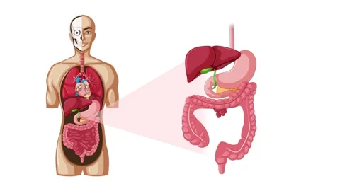 Step-by-Step Animation of the Human Digestive System Anatomy Stock Footage 315143510