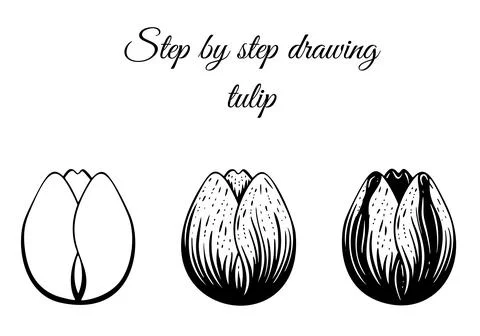 Step by step drawing tutorial. How to draw tulip blossom in sketch tattoo style Stock Illustration