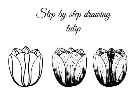 Step by step drawing tutorial. How to draw tulip blossom in sketch tattoo style Stock Illustration