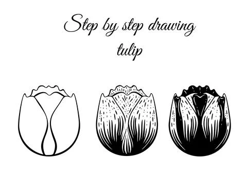 Step by step drawing tutorial. How to draw tulip blossom in sketch tattoo style Stock Illustration
