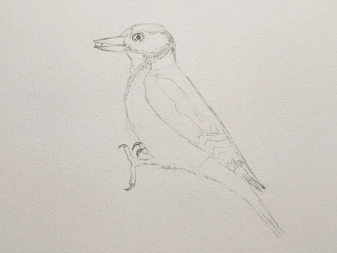Step-by-step drawing of woodpecker Stock Illustration
