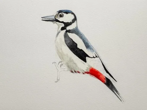 Step-by-step drawing of woodpecker Stock Illustration