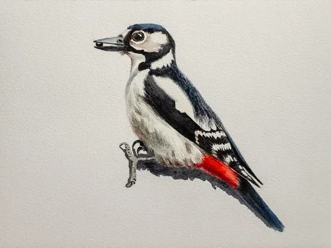 Step-by-step drawing of woodpecker Stock Illustration