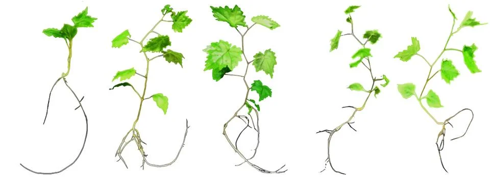 Step by step Grape Germination, Grape tree Stock Photos