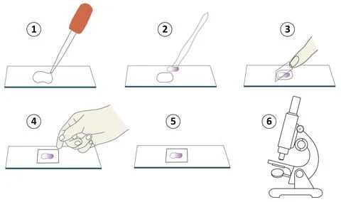 Step-by-Step Guide to Preparing a Wet Mount Microscope Slide Stock Illustration