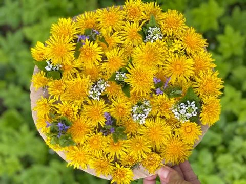 Step by step, how to make a children's craft, a picture of dandelions. Stock Photos