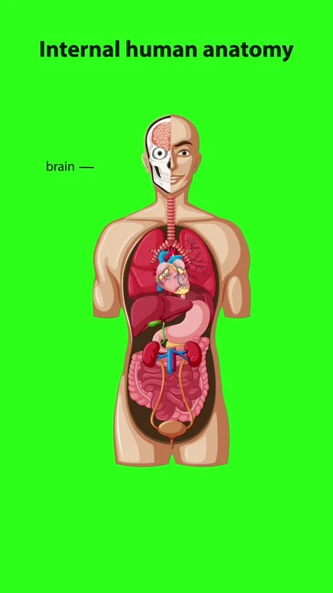 Step-by-Step Internal Human Anatomy Labeling Animation Stock Footage 316364358