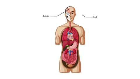 Step-by-Step Labeling of Human Internal Anatomy Diagram Stock Footage 315014150