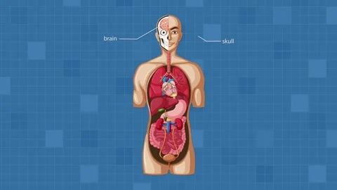 Step-by-Step Labeling of Human Internal Organs Animation Stock Footage 316588316