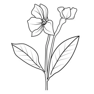 Step by step periwinkle flower drawing, madagascar periwinkle drawing Stock Illustration