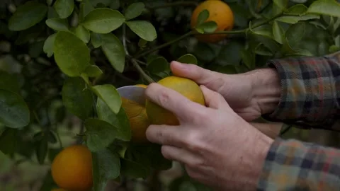 Step into the tranquility of a citrus orchard, where the golden glow of sunlight Stock Footage 258649315