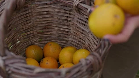 Step into the vibrant orchards where the warm glow of the sun illuminates the Stock Footage 258649250