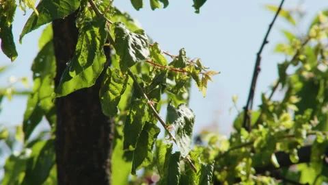 Step into the world of nature's close-up and witness the interaction between a Stock Footage 244342862