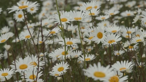 Степан Сергеевич Домашенко Stock Footage 117831039