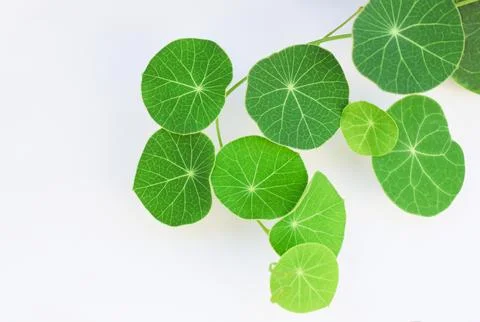 Stephania erecta plant with green leaves circle shape on white background Stock Photos