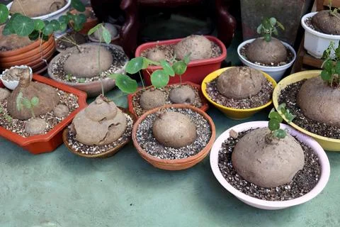 Stephania erecta trees in pot. Stock Photos