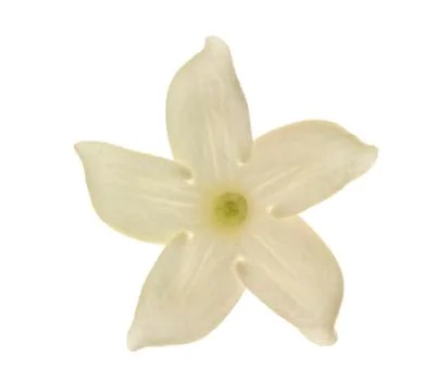 Stephanotis flower Stock Photos