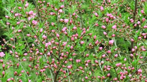 Steppe almonds Stock Footage 148160873