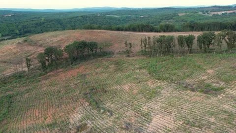 Steppe and forest Stock Footage 219890559