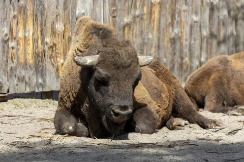 Steppe bison resting on the ground Stock Photos