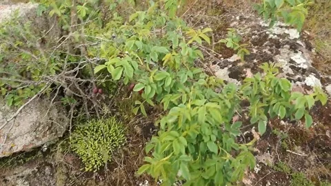Steppe. A branch of wild rose hips. The stones are covered with moss. Video stock 104091659