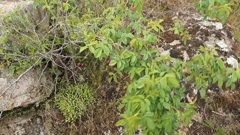 Steppe. A branch of wild rose hips. The stones are covered with moss. Stock Footage 104091664