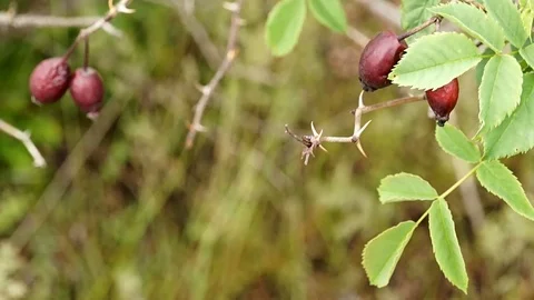 Steppe. A branch of wild rose hips. Stock Footage 104091665