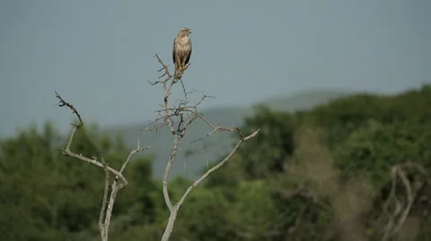 Steppe Buzzard Bird Stock Footage 28753713