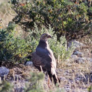 Steppe Buzzard Stock Photos