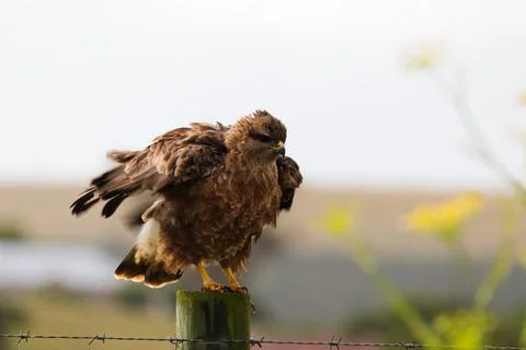 Steppe Buzzard Ruffling Its Feathers On Fence Post (Buteo buteo) Stock Photos