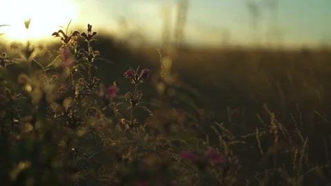 Steppe close-up in the rays of the evening sun Stock Footage 240900841