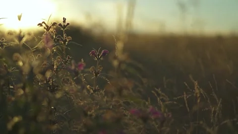 Steppe close-up in the rays of the evening sun Stock Footage 241434951