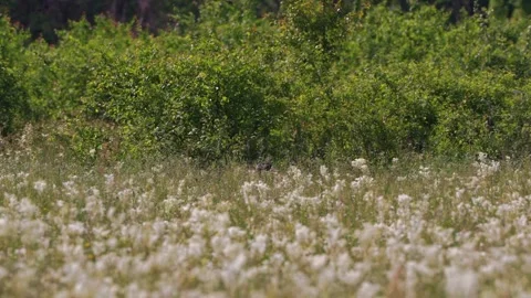 Steppe crane hides in the thickets of lush meadowsweet to the chirping crickets. Stock Footage 320723437