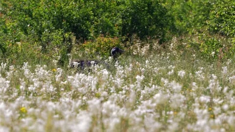 Steppe crane sneaks through the meadowsweet thickets to the chirping of crickets Stock Footage 328728973